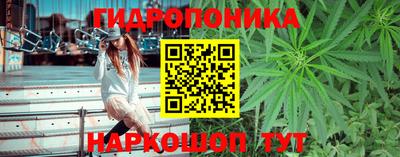 шишки Ставрополь